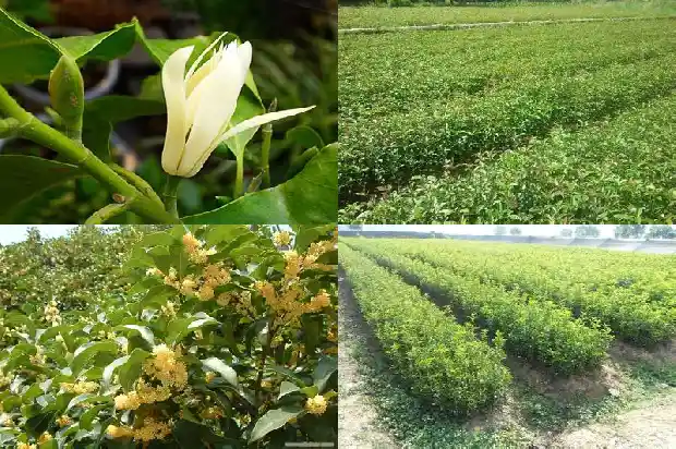 八月桂与桂花的区别在哪里1683422238537