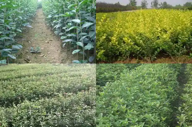八月桂与桂花的区别在哪里1683422238584