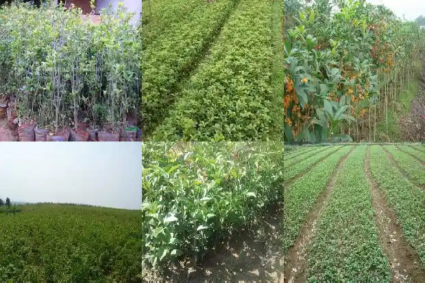 八月桂花是什么桂花1683422248214