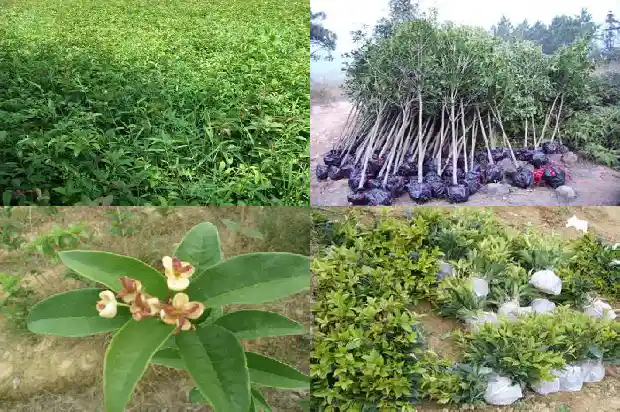 今年桂花行情1690245690946