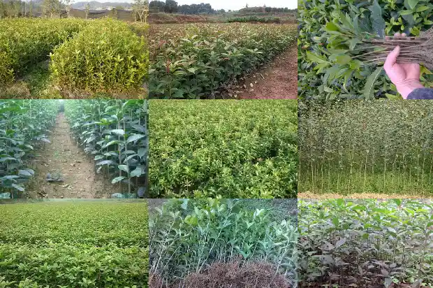 4季桂花和8月桂花哪种好看1683422255778