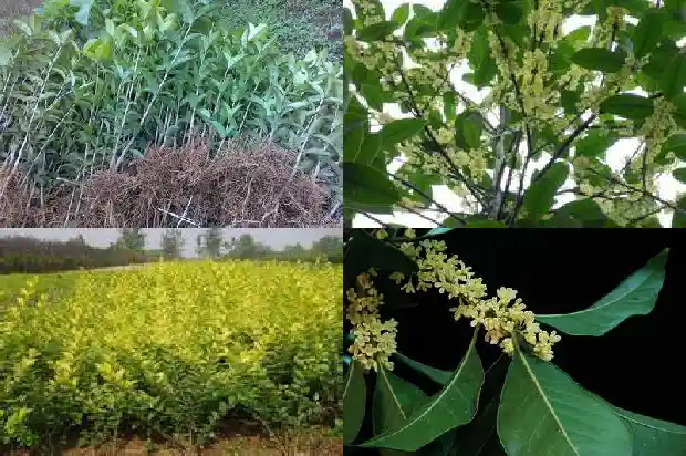 4季桂花和8月桂花哪种好些1683422267802