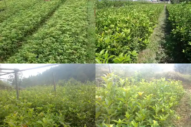 4季桂花和8月桂花哪种好些1683422267850