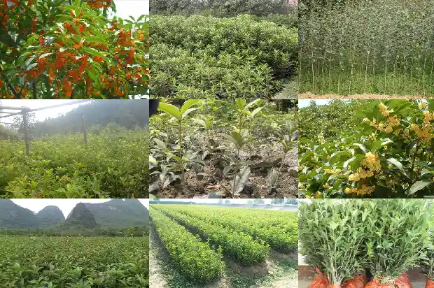 4季桂花和8月桂花哪种好些1683422267945