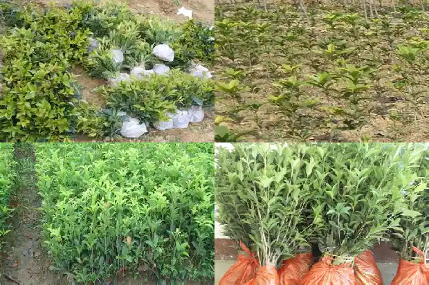 桂花树为什么便宜了1689838029242