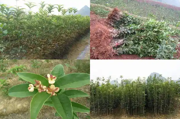 四季桂花和桂花的区别在哪里1683422280392