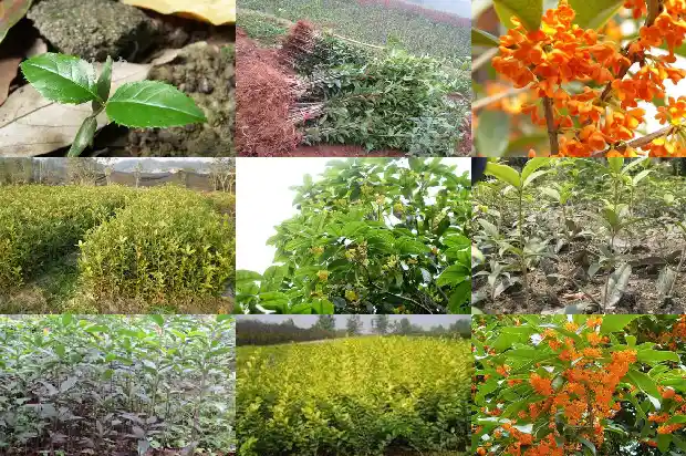 四季桂花和日香桂花有什么区别1683422287924