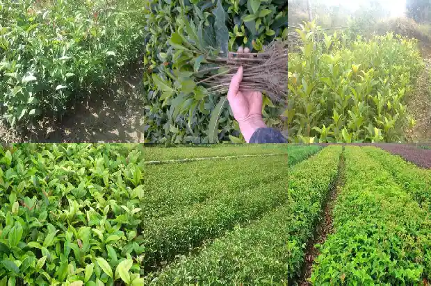 四季桂花与八月桂花哪个好养活1683422317490