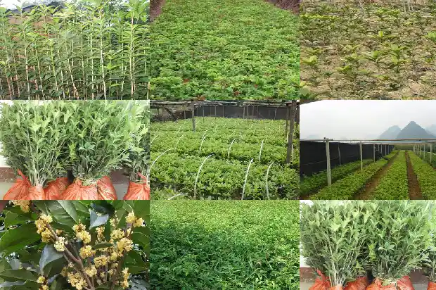 四季桂花和八月桂花区别是什么1683422329089