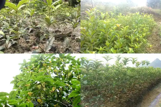 桂花与桂树的区别在哪里1688436344018