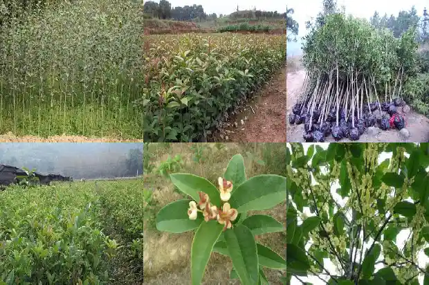 哪里的桂花树苗最好养活1683422336902
