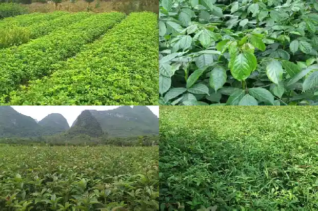 哪里的桂花树苗最好养殖1683422348805