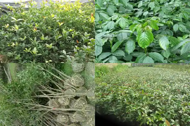 哪里的桂花树苗最好养殖1683422348853