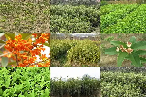 哪里的桂花树苗最好养殖1683422348900