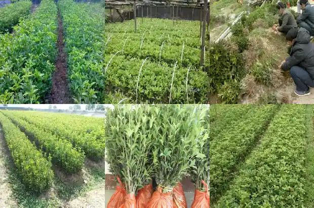 桂花树价格10公分多少钱一盆1689838276669