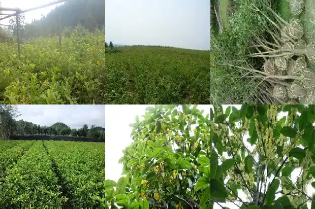 哪里的桂花树苗最好看又好养1683422360849
