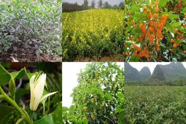 哪里的桂花树苗最好看又好养1683422360943