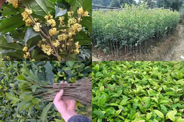 盆栽桂花树苗买哪种好养1683422373141