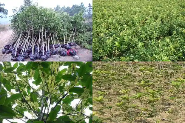 盆栽桂花树苗买哪种好养1683422373236
