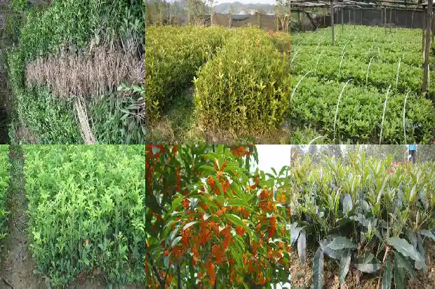 盆栽桂花树苗买哪种好养1683422373284