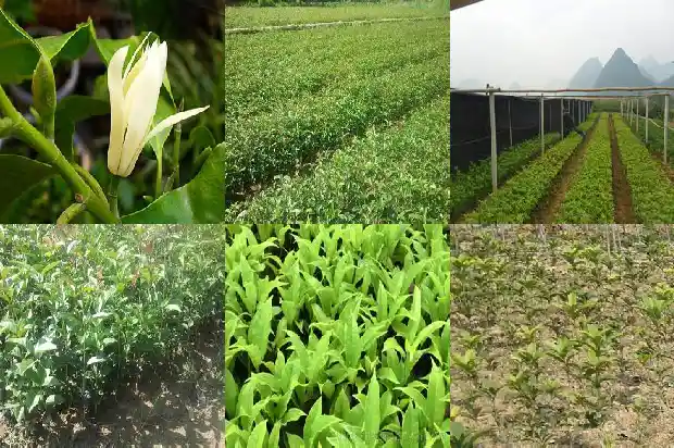 地栽桂花树苗买哪种好1683422380807