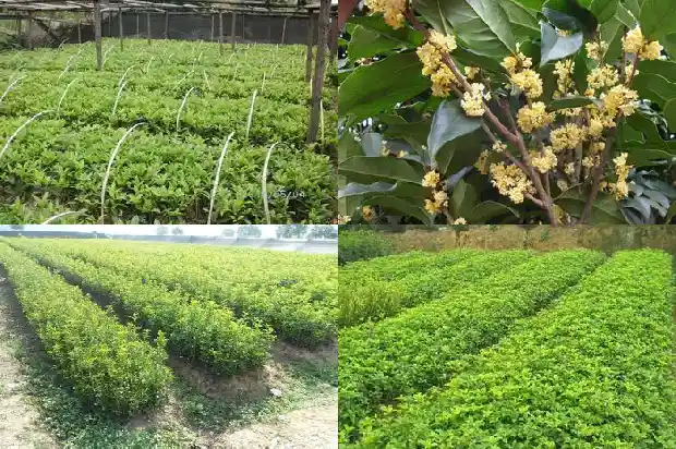 桂花树苗买什么品种最好养1683422390542