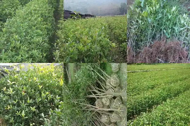 桂花树种哪里最好?1683422400084