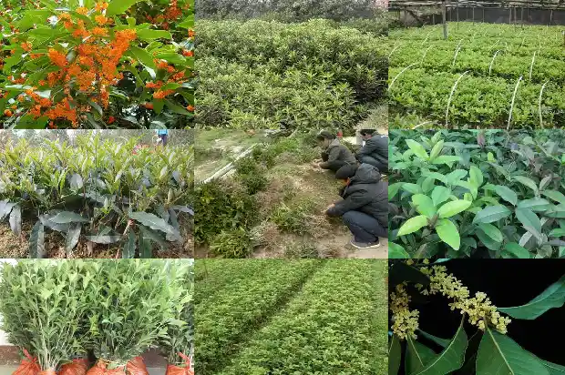 桂花树种哪里最好?1683422400131