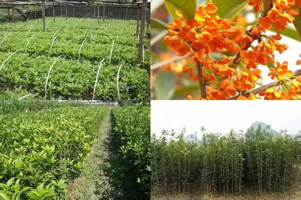 桂花树种哪里最好?1683422400179