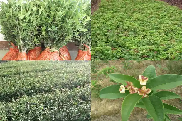 桂花树种哪里最好养1683422407690