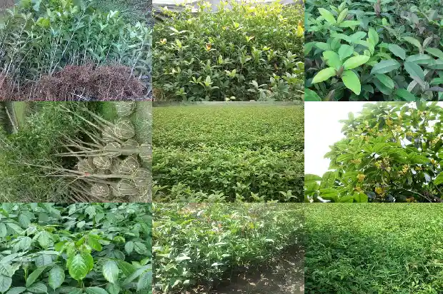 桂花树种哪里最好养1683422407738