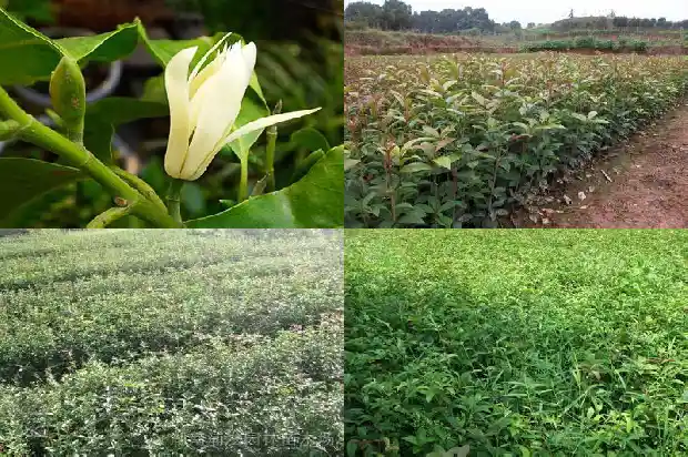 桂花树种在哪里比较好1683422419537
