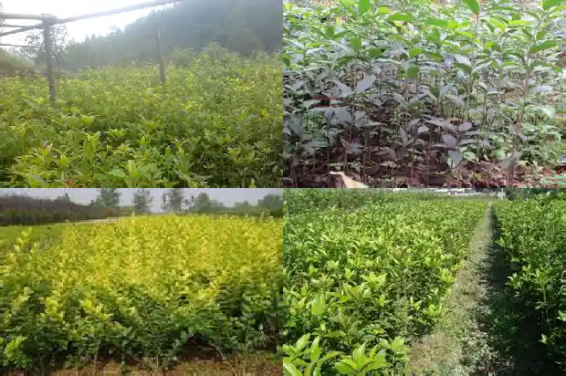 桂花树种在哪里比较好1683422419584
