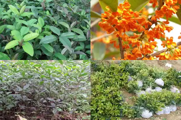 桂花树种在哪里比较好1683422419680