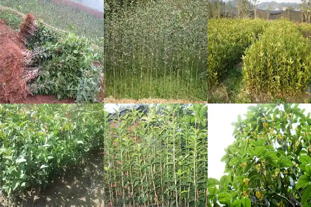 桂花树苗哪个地方的好看1683422431632