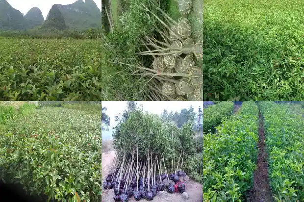 桂花树苗哪个地方的好看1683422431680
