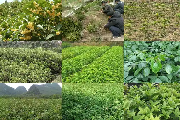 三十公分的桂花树多少钱一棵呀1689726725416