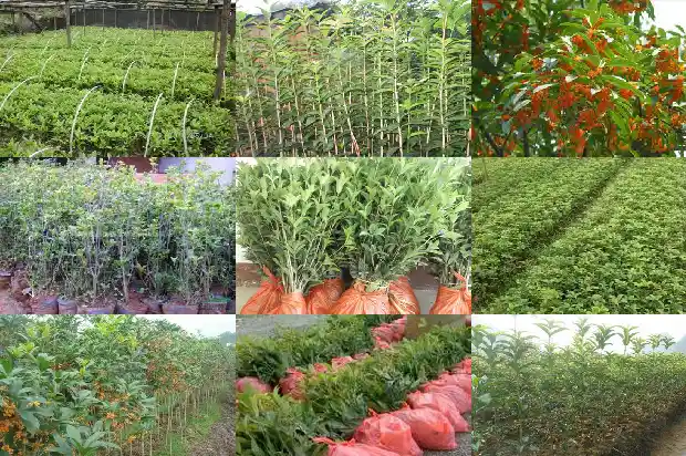 咸宁桂花树基地简介1690504785570