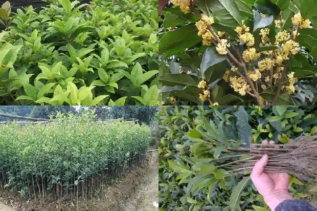 什么样的桂花树苗好养1683422443589