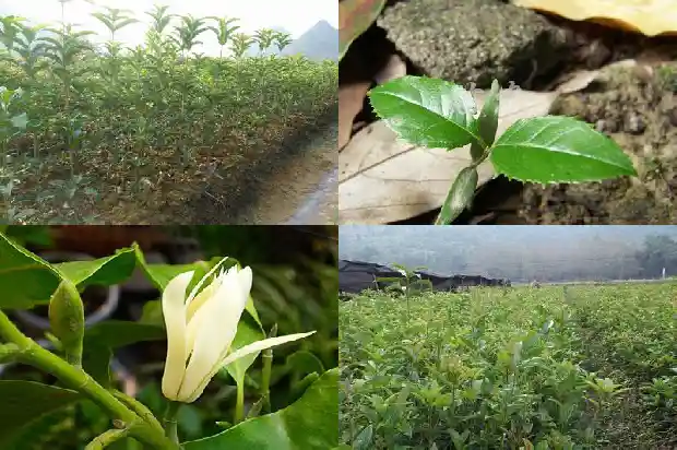 什么样的桂花树苗好看1683422455542
