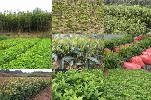 怎么挑选桂花树苗1683422462993