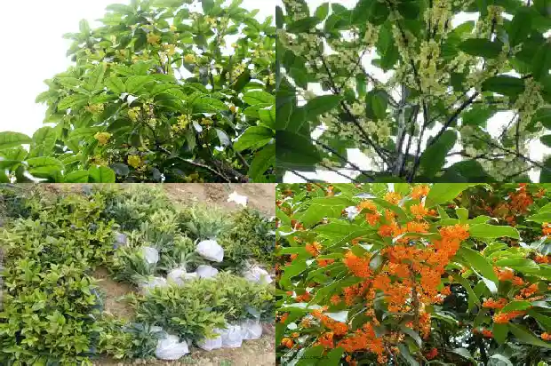 豫北地区种什么桂花树1683422484470