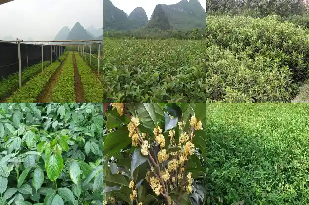 桂花树苗哪里买最便宜又好养1683422494498