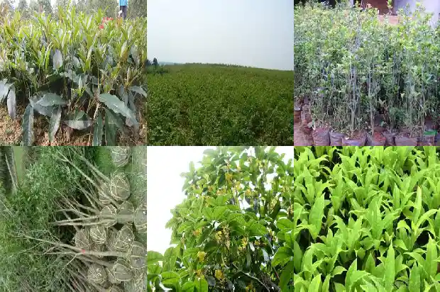 桂花树苗哪里买最便宜又好养1683422494546