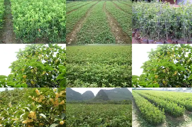 桂花树采购价格多少一棵呢1690332078501
