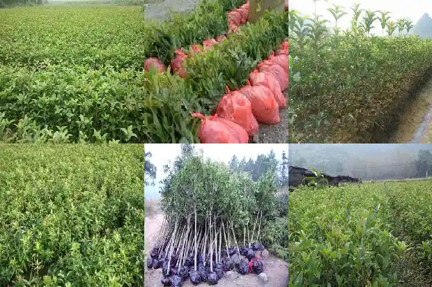 想买桂花树苗哪个店铺好一点1683422511960
