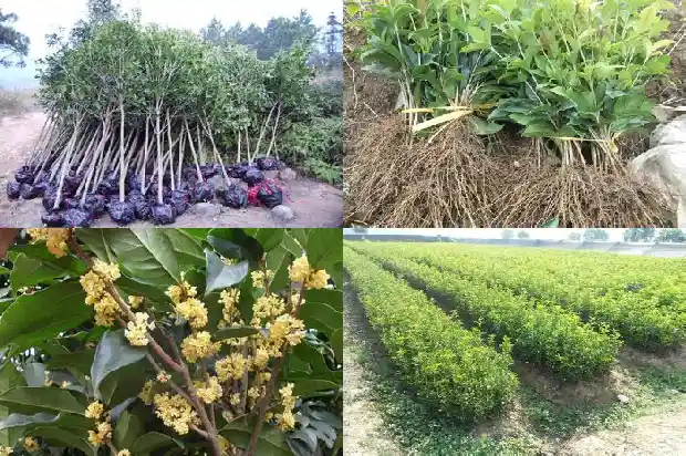 桂花树苗哪里买便宜又好看1683422521980