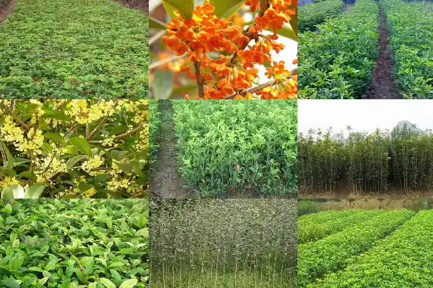 请问从哪里能买到桂花树苗子1683422562020