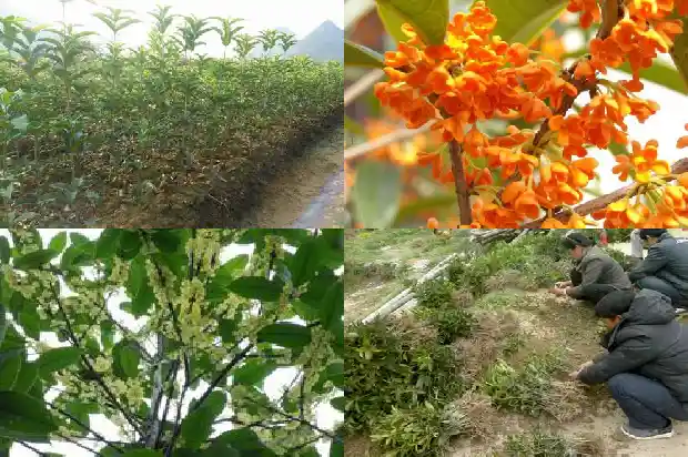 橘树桩可以嫁接桂花吗1683422569940
