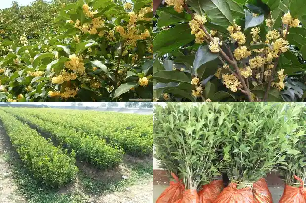 橘树桩可以嫁接桂花吗1683422569988